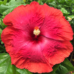 Hibiscus Hardy 'Moulin Rouge'  Hibiscus