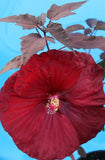 Hibiscus Hardy 'Moulin Rouge'  Hibiscus
