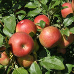 Malus 'HoneyCrisp' Apple Tree