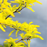 Gleditsia Sunburst® Honeylocust Tree