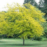 Gleditsia Sunburst® Honeylocust Tree