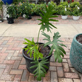 Split Leaf / Hope Philodendron