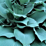 Hosta 'Blue Angel' (Plantain Lily)