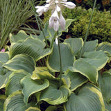 Hosta Earth Angel (Plantain Lily)