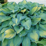 Hosta 'Paul's Glory' (Plantain Lily)