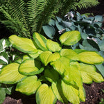 Hosta 'Stained Glass' (Plantain lily)