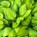 Hosta 'Stained Glass' (Plantain lily)