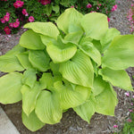 Hosta 'Sum and Substance' (Plantain Lily)