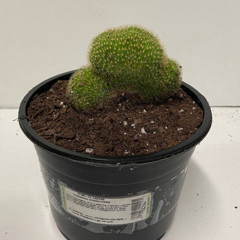 Cactus Trichocereus huascha cristata