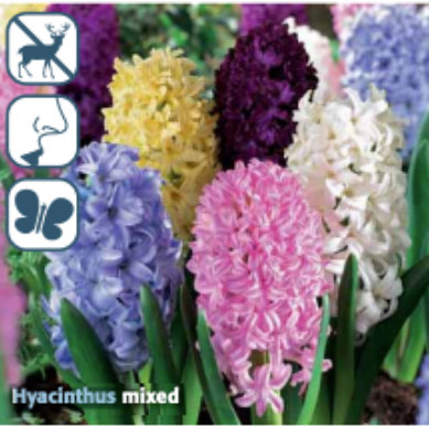 Hyacinthus Blend