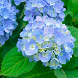 Hydrangea 'Nantucket Blue™'