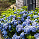 Hydrangea 'Endless Summer®'