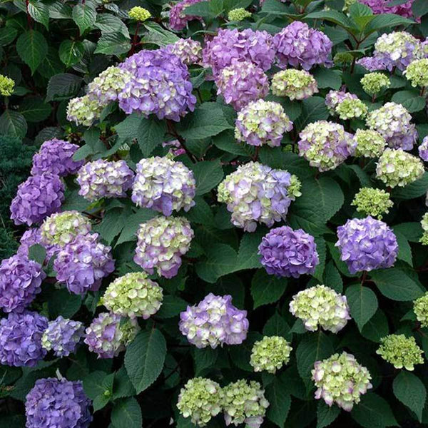 Hydrangea 'Endless Summer® Bloomstruck®' PP15298