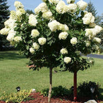 Hydrangea 'Limelight' Tree