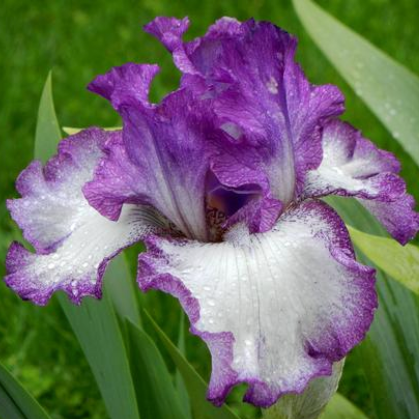 Iris 'Mariposa Autumn'