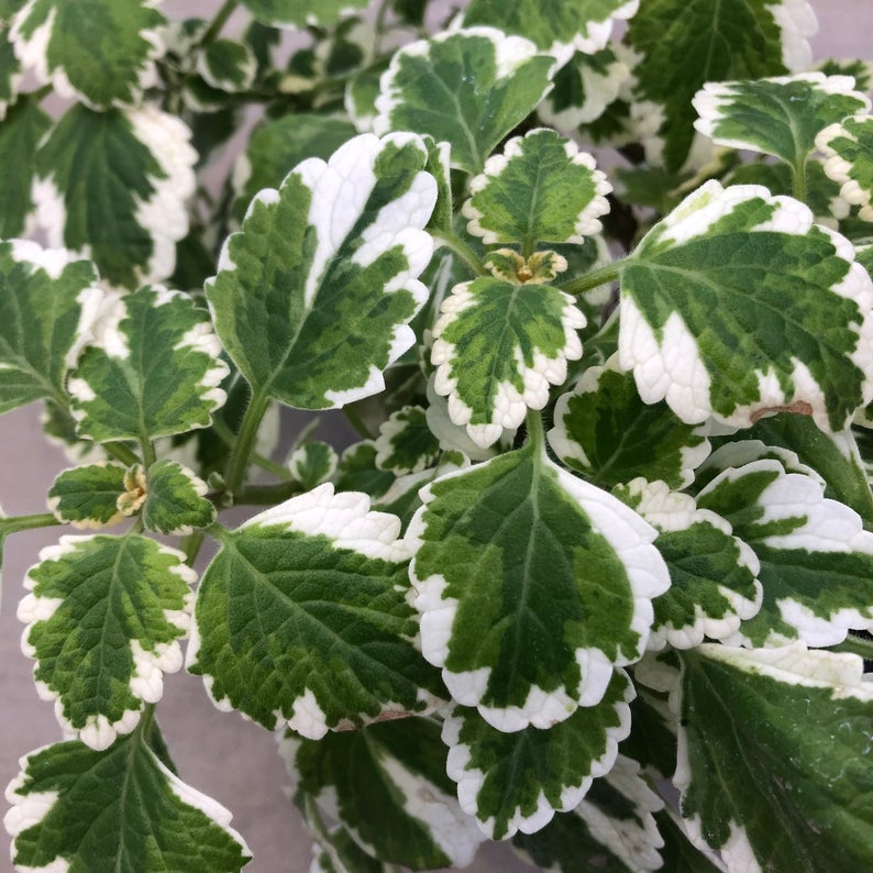 Resolution 794 Swedish Ivy Plants