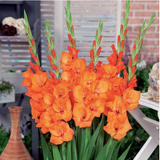 Gladiolus Glamini Jenny