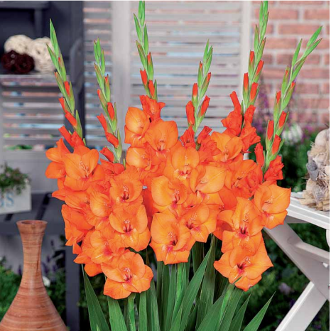 Gladiolus Glamini Jenny