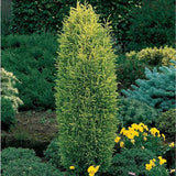 Juniperus 'Gold Cone'