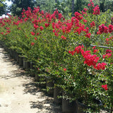 Lagerstroemia CrapeMyrtle 'Dynamite®' PP10296 (Large)