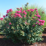 Lagerstroemia CrapeMyrtle 'Princess Zoey™' (Small)
