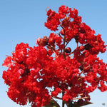 Lagerstroemia Crapemyrtle 'Red Rocket®'  PP11342 (Large)