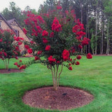 Lagerstroemia Crapemyrtle 'Red Rocket®'  PP11342 (Large)