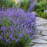 Lavandula angustifolia 'Munstead' (Lavender)