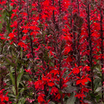 Lobelia speciosa Fan® Scarlet (Cardinal Flower)