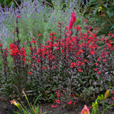 Lobelia speciosa Fan® Scarlet (Cardinal Flower)