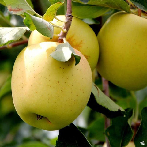 Malus 'Yellow/Golden Delicious' Apple Tree