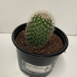 Cactus Mammillaria spinosissima Var. rubrispina