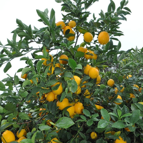 Citrus meyeri 'Meyer Lemon' Bush