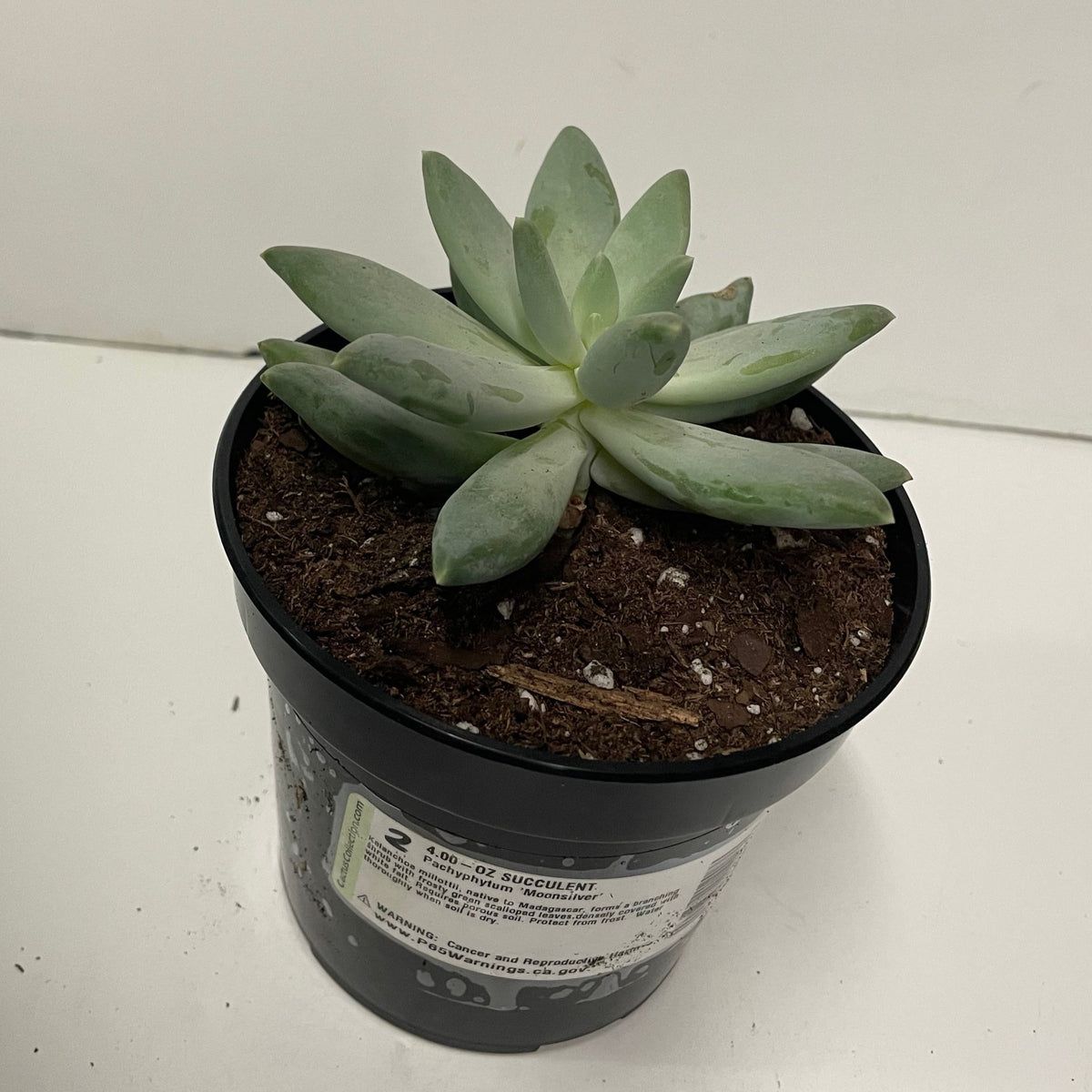 Succulent Pachyphytum Moonsilver – Prairie Blossom Nursery