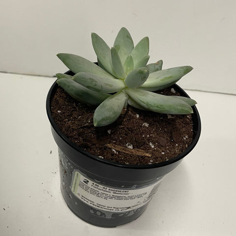 Succulent Pachyphytum Moonsilver