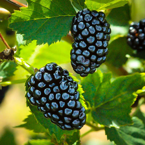 Rubus Natchez Erect Thornless Blackberry