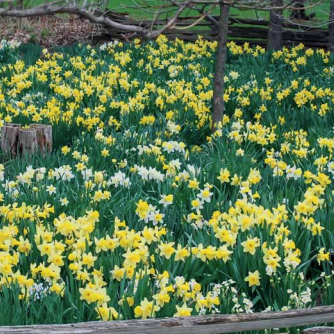 Narcissus/Daffodil Naturalizing Blend