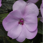 Impatiens Sunpatiens® Compact Series