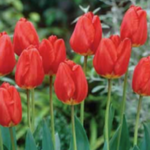 Tulip Oxford