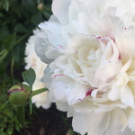 Paeonia 'Festiva Maxima' Peony