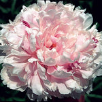 Paeonia 'Sarah Bernhardt' Peony