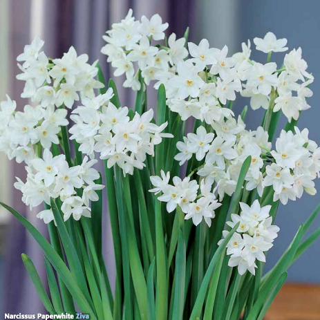 Narcissus Paperwhite Ziva
