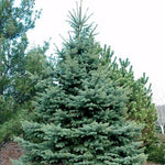 Picea 'Baby Blue' Spruce Tree
