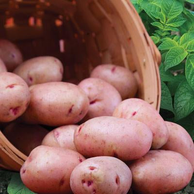 Red Norland Potato per lb