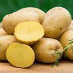 Yukon Gold Potato per lb