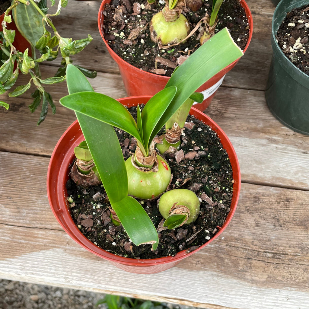 amaryllis house plant Amaryllis Potted – Prairie Blossom Nursery