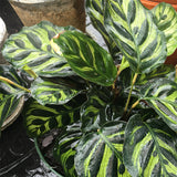 Prayer plant