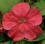 Petunia Pretty Flora™ Series