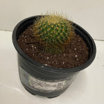 Cactus Mammillaria pringlei