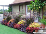 Grass  'Fireworks™' Purple Fountain (Rubrum)